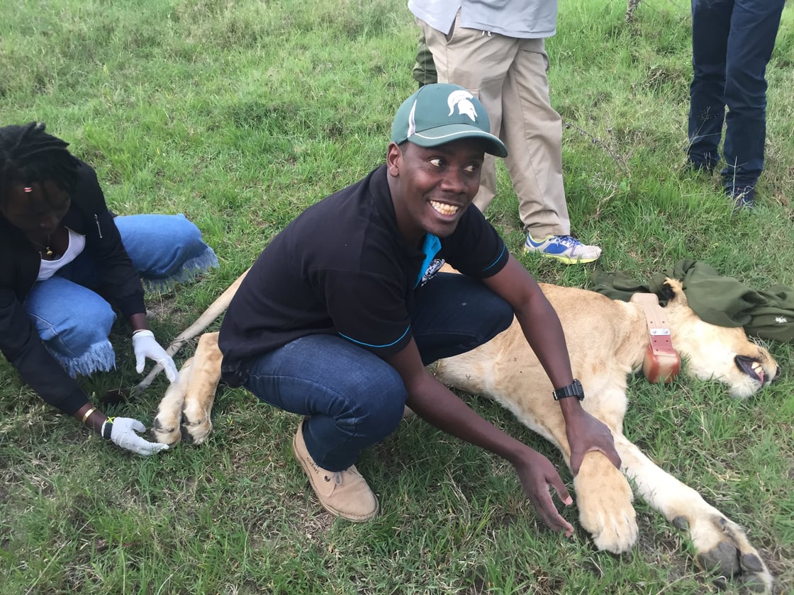 Douglas collaring a lionness